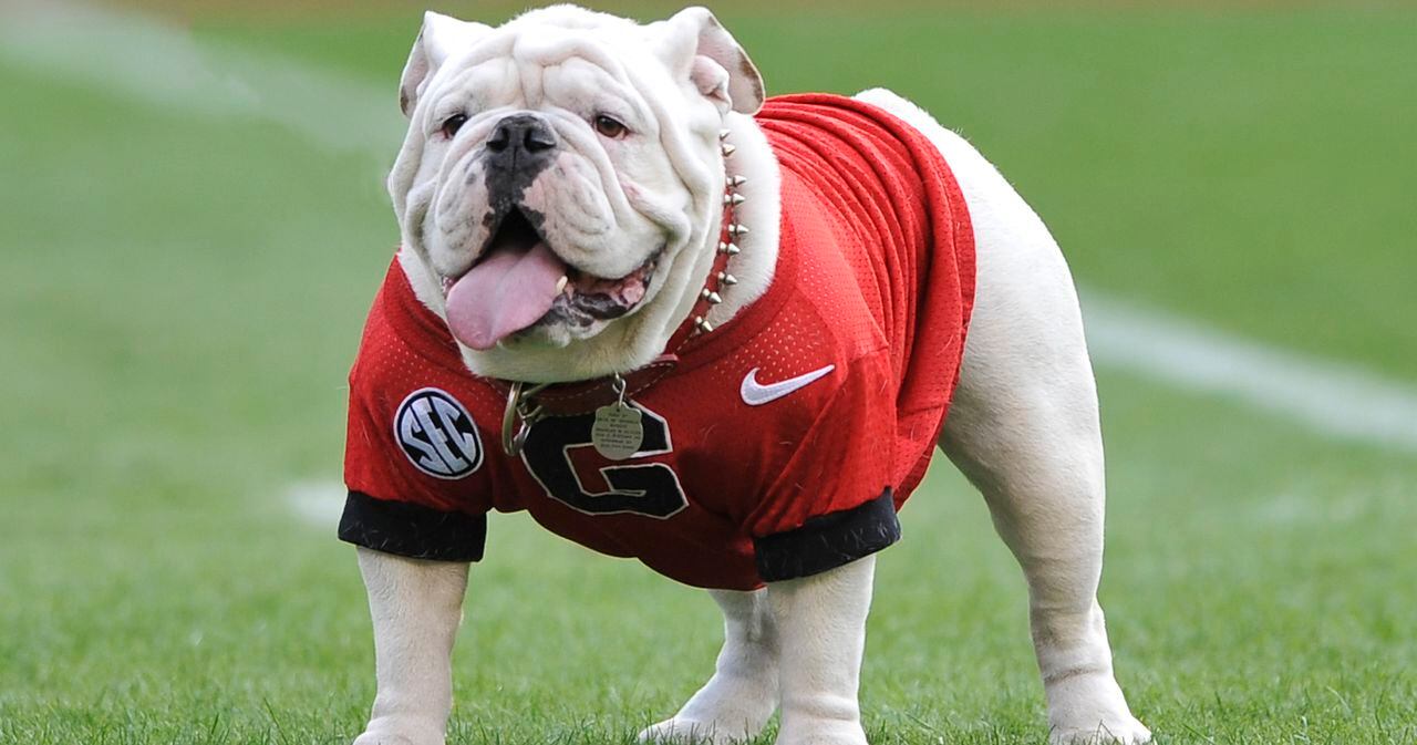 Georgia Mascot UGA X-bully-mississippi state-georgia bulldogs