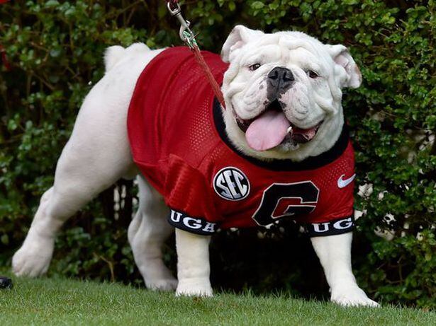 Que To Be Collared Uga X In Pregame Ceremonies